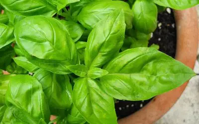 3 Plants for Your Patio