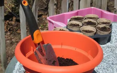 7 Tips for Container Gardening