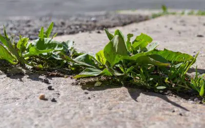 Your Guide to Vinegar Weed Killer on Paved Surfaces