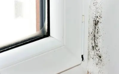 Prevent Mold Growth: Simple Steps to Keep Your Home Healthy