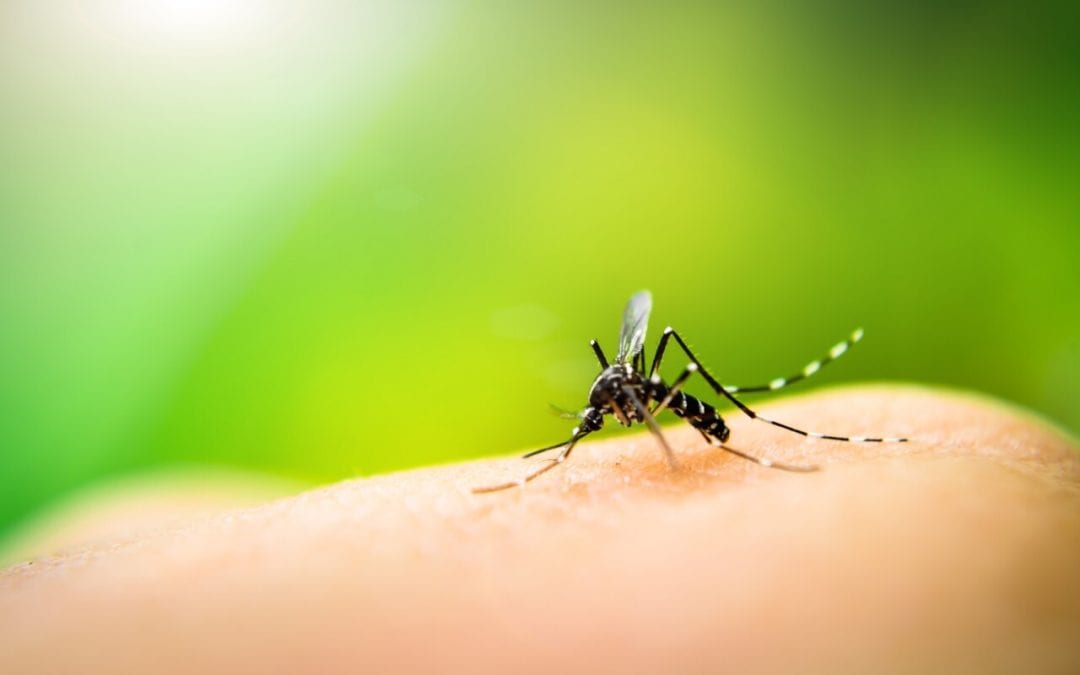 keep mosquitoes off your property