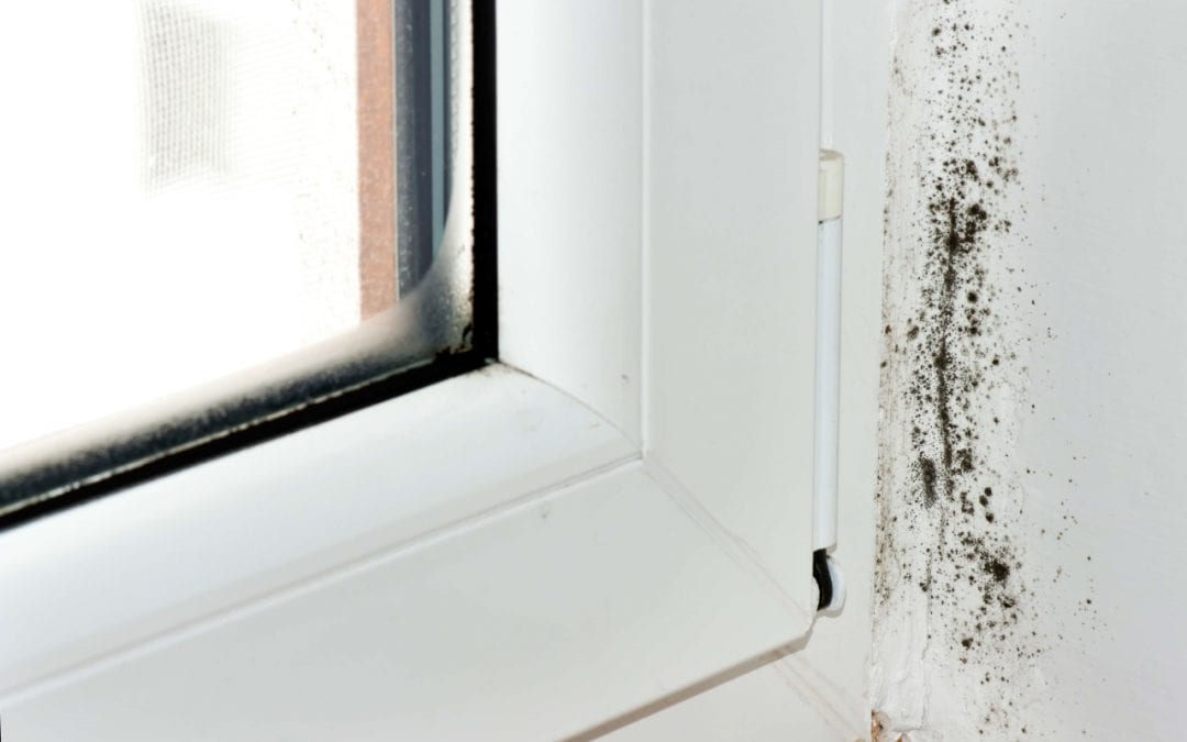 mold growth will affect indoor air quality