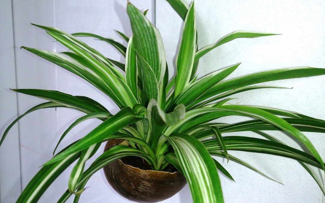 pet-friendly indoor plants