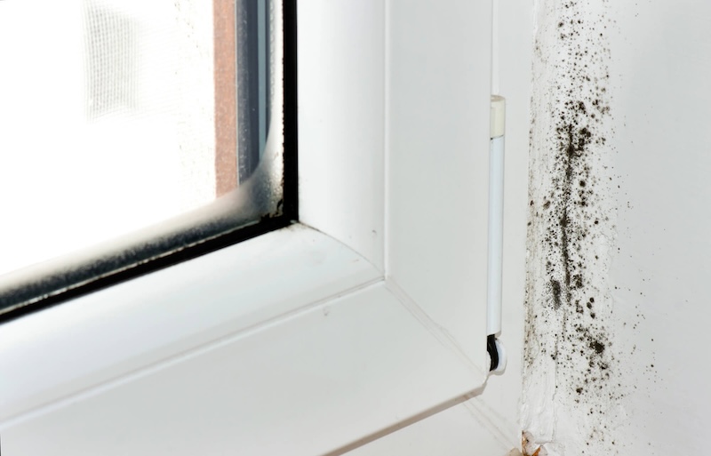 Prevent Mold Growth: Simple Steps to Keep Your Home Healthy